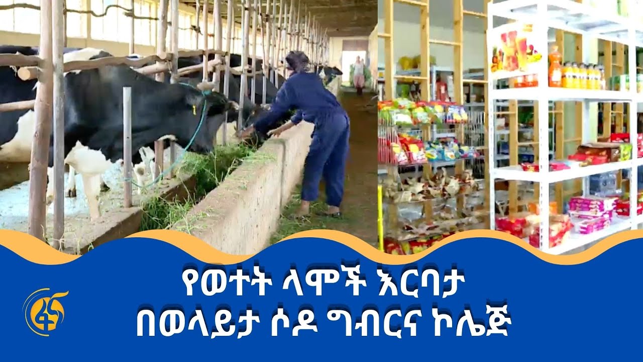 የወተት ላሞች እርባታ በወላይታ ሶዶ ግብርና ኮሌጅ