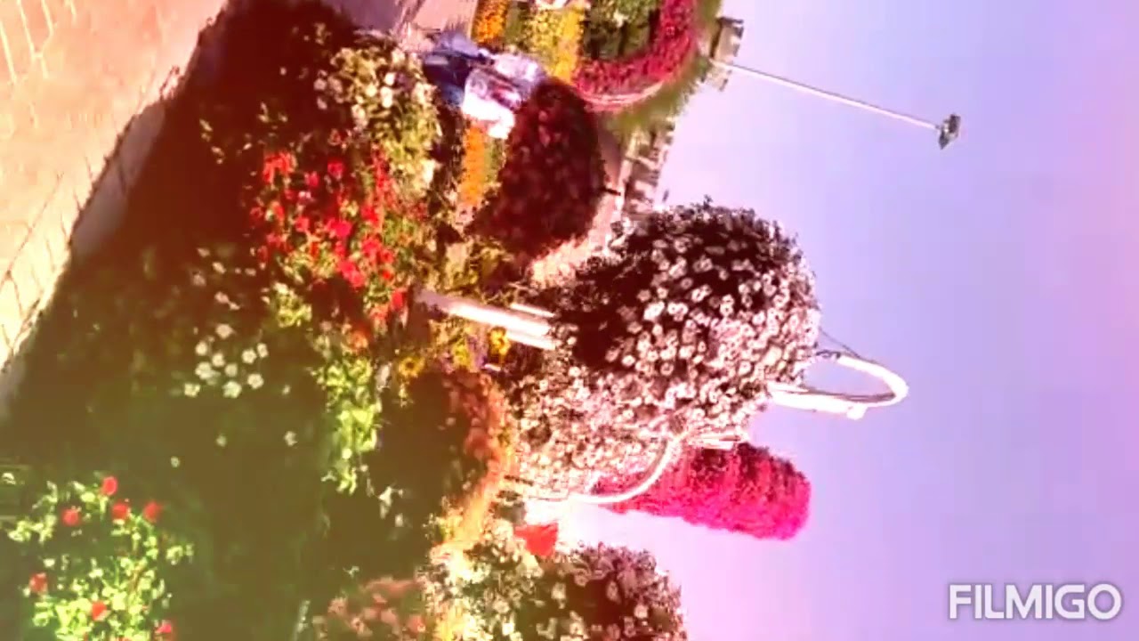 Beautiful flowering plants arrangement