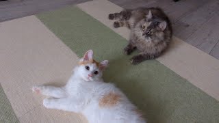 【日常】ただニャンプロしてるだけの動画 by 猫のマーシャ 91 views 3 weeks ago 1 minute, 52 seconds