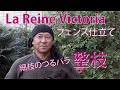 【つるバラ秋の剪定】ラ・レーヌ・ビクトリアのフェンス仕立て整枝方法