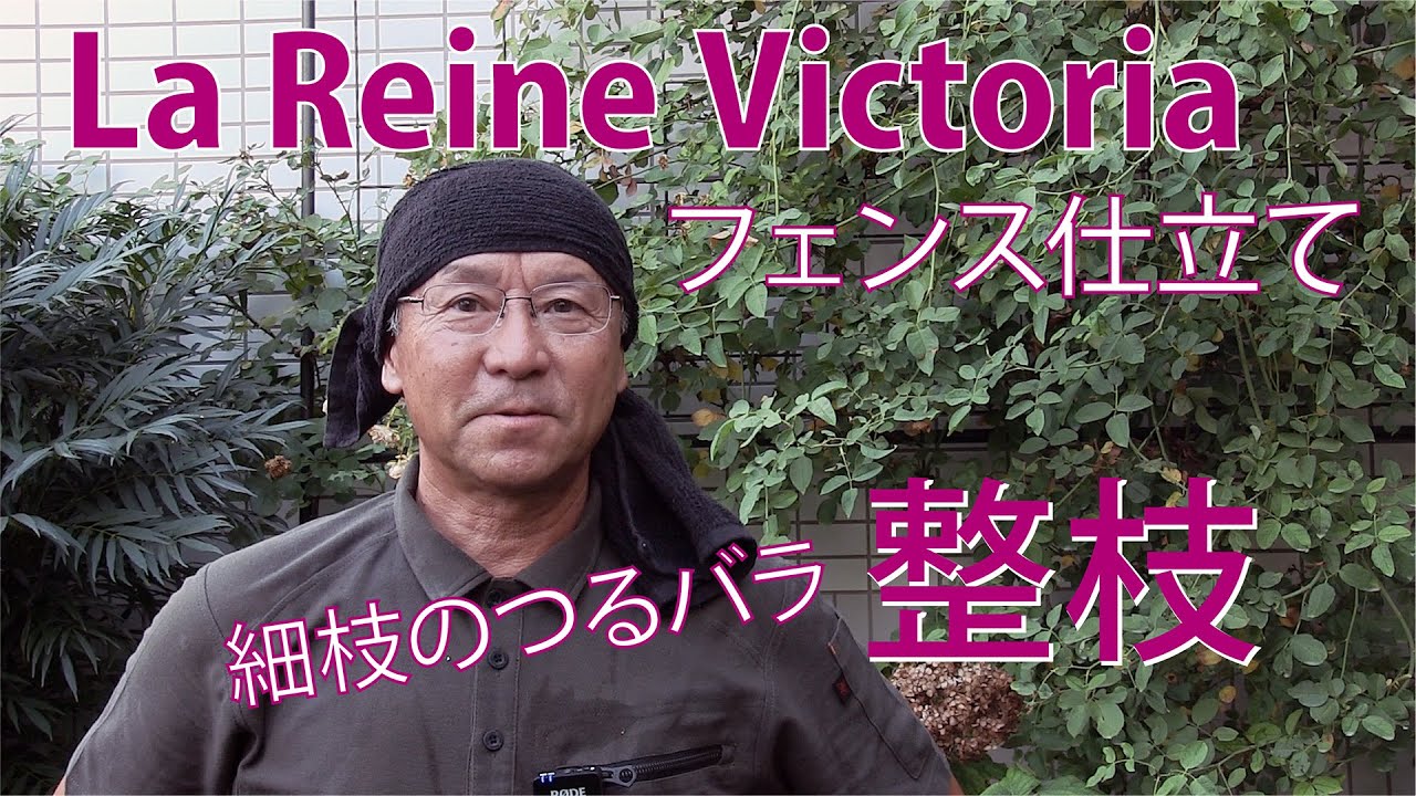 [Обрезка плетистых роз осенью] Методика пошива забора от La Reine Victoria