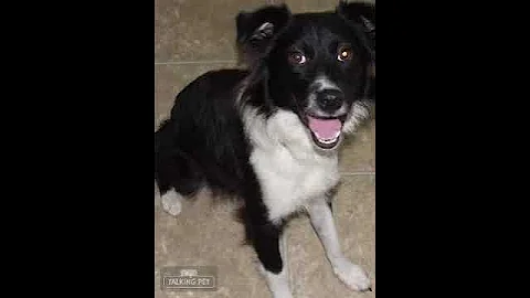 Gunslinger's Spirit of Oy talks about spaying and ...