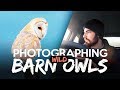 WILDLIFE PHOTOGRAPHY - BARN OWLS | Behind the scenes, photographing wild Barn Owls, Peak District