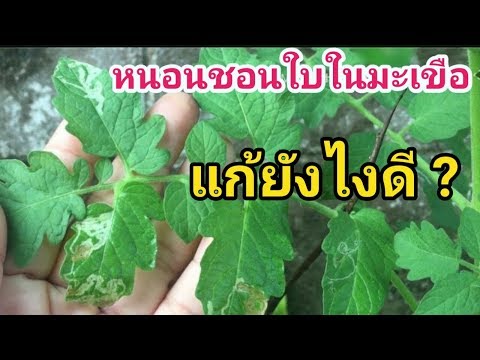 หนอนชอนใบในมะเขือ แก้ยังไง ⁉