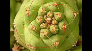 Download Lagu DJ DARA --  BULL TERRIER MP3