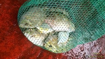 Tổng hợp các pha lên cá dìa bằng cần câu ikada #Fishing #ikada #Cauca