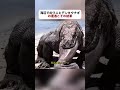 海辺でのワニとデンキウナギの遭遇とその結果 #ワニ #デンキウナギ #自然 #fyp #foryou