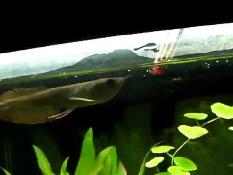 シルバーアロワナ幼魚のお食事 冷凍赤虫編 Youtube シルバーアロワナ幼魚のお食事 冷凍赤虫編 Youtube
