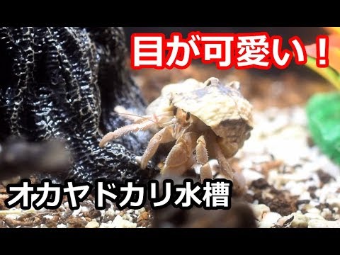 目が可愛い オカヤドカリ水槽 環境紹介 Youtube 目が可愛い オカヤドカリ水槽 環境紹介 Youtube