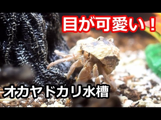 目が可愛い!オカヤドカリ水槽 環境紹介