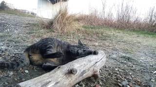 マタタビにカジリつく野良猫にそっと近づきモフモフしてみる