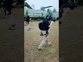 필리핀에서 택티컬 훈련-1 Tactical training in the Philippines #군사 #한국군사력 #airsoft
