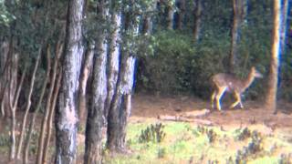 Cerf de java Ile Maurice