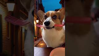 Corgi Still Just Wants Some Pizza