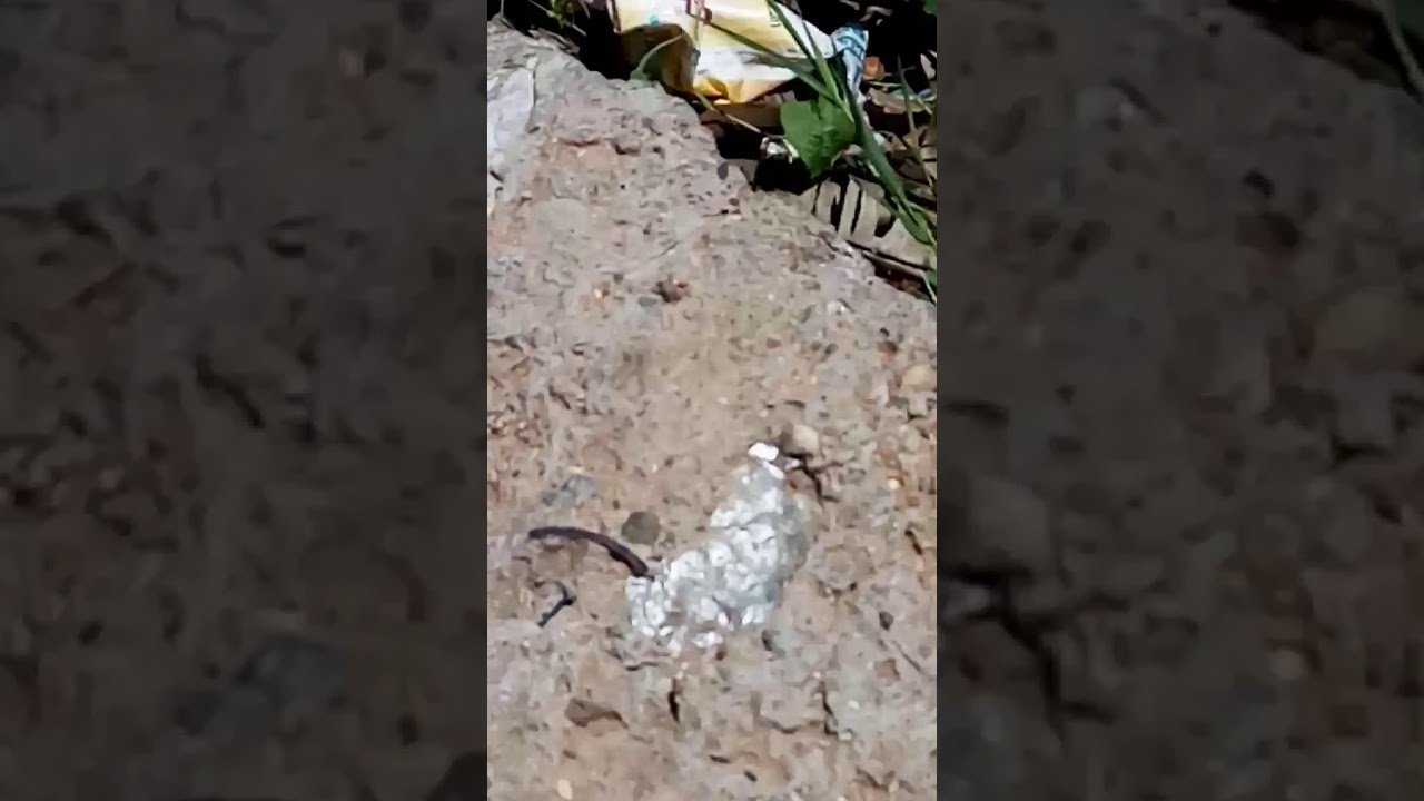 camera iphone 8 plus apk Releasing spectacled cobra safely.