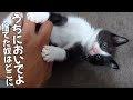 130万回再生された捨て猫達が3か月たったころ…正式に引取になり山で捨てられてたとは思えない
