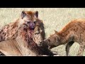 Hyena VS Lion