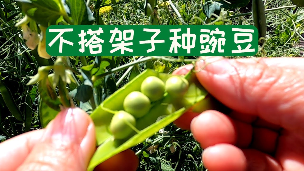 豌豆种植 种豌豆不搭架子的好方法非常牢固不怕风吹 Youtube
