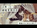 小町（保護猫♀）避妊手術をしたらさらに甘えんぼに？