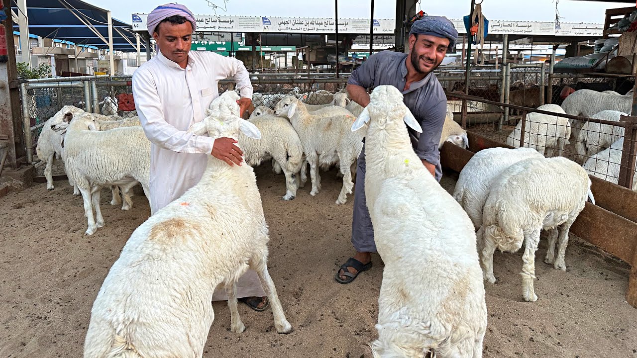 اسعار الاضاحي النجدي والنعيمي مميزه حراج الغنم جده بالسعودية 🇸🇦يستحق المشاهدة