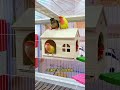 “OMG My Parrot Said WHAT?! 😱😂”“You Won’t Believe This Cute Parrot’s Reaction! 🐦💛”“My Parrot’s Funn