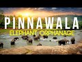 Pinnawala elephant orphange  a must visit place in srilanka baby elephants