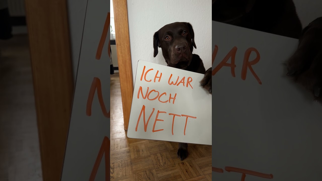 5 Dinge die ein Hund hasst TEIL 1