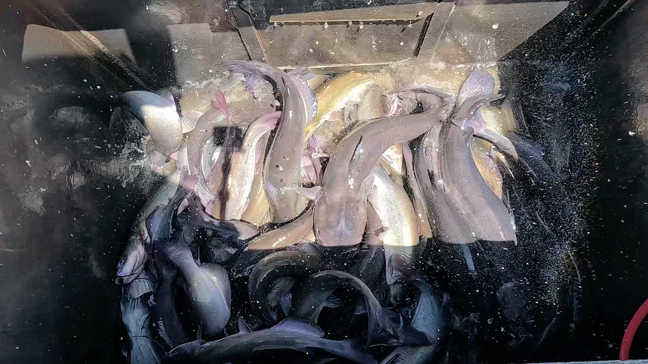 8/14/25 HUGE STOCKING OF BIG IMPERIAL CATFISH AT SANTA ANA RIVER LAKES