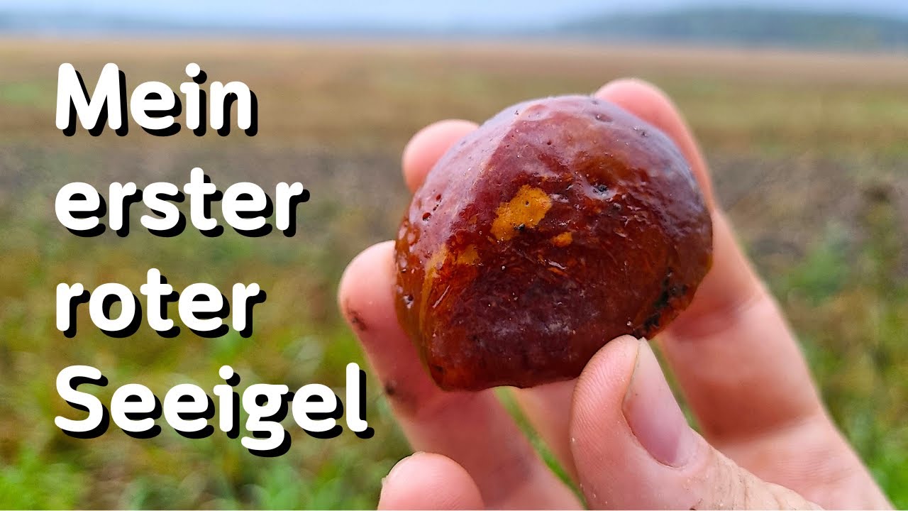 Eine tolle Überraschung! Edelsteine suchen in Deutschland