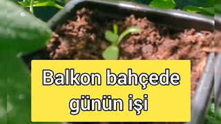 Bugün Bahçemde Neler Yaptım? Günün Bahçe Işi