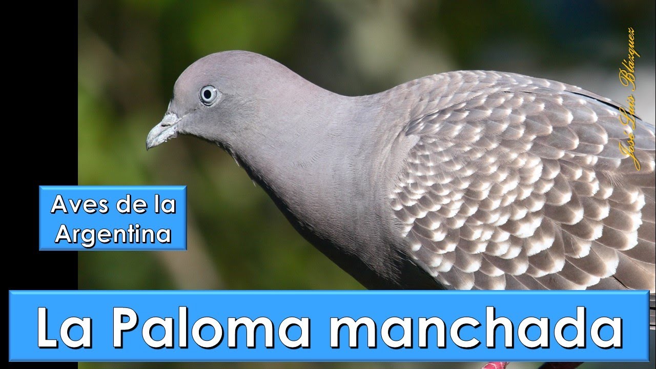 Que significa palomas