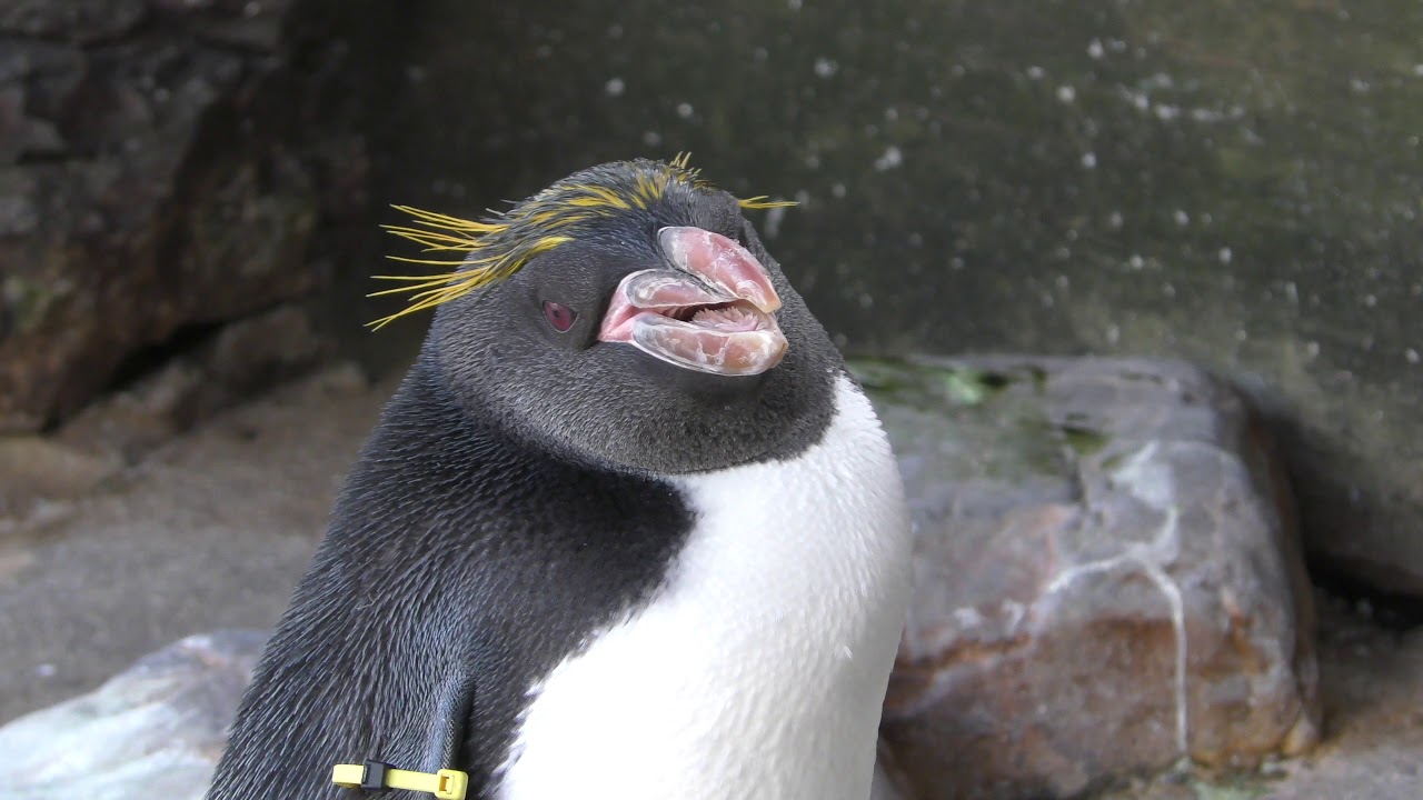 Macaroni Penguin, Living Coasts (1st February 2020) 