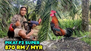 Pikat Ayam Hutan F2 Seharga 870 Rm
