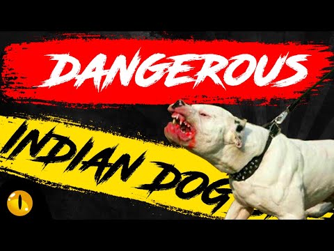 Video: 11 mest farliga indiska hundar