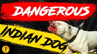 TOP 10 DANGEROUS INDIAN DOG BREEDS