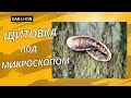 Щитовка под микроскопом