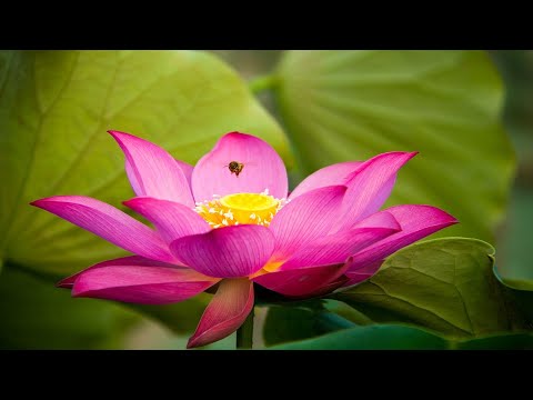 Video: Lotus (pianta) - Proprietà Benefiche E Usi Di Loto, Fiori, Semi E Olio Di Loto. Bianco Loto, Rosso