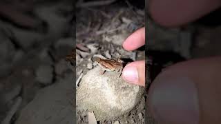 Frogs flying for fun | Catching a frog wants to laugh | Cartoon funny catching frogs | funny frogs