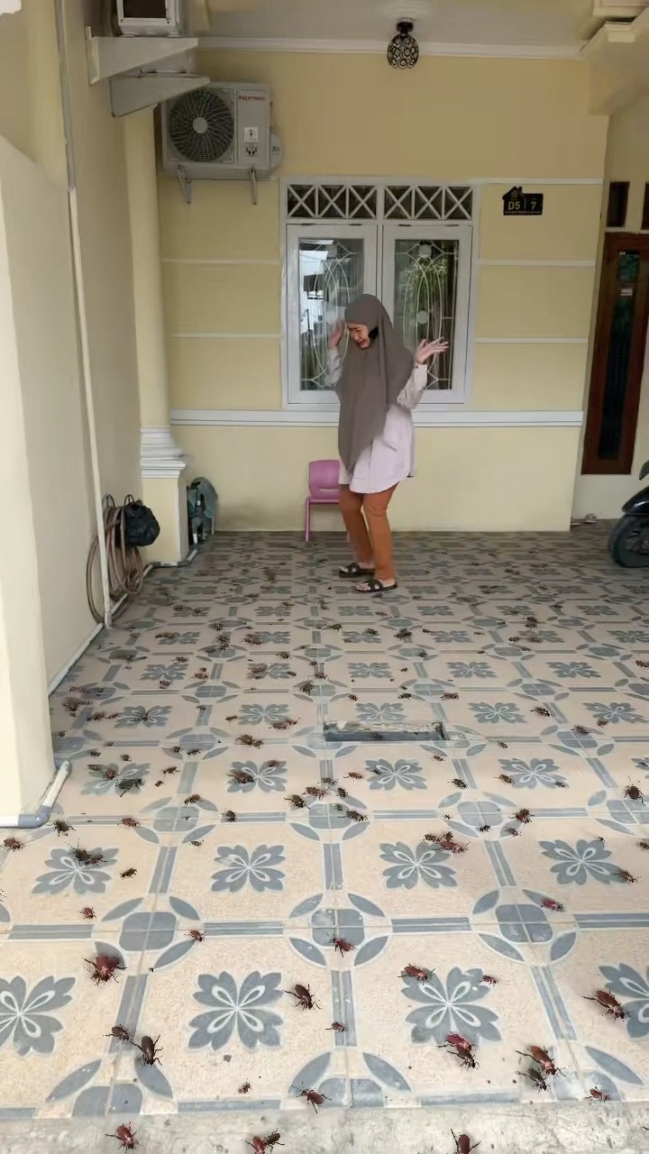BANYAK BANGET KECOA DIRUMAH BUNDA DIJAH ?