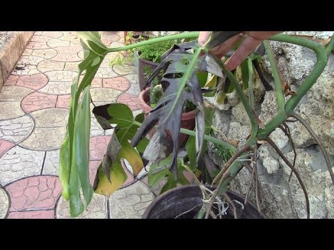 Монстера.  Спасаю растение! Фильм1.