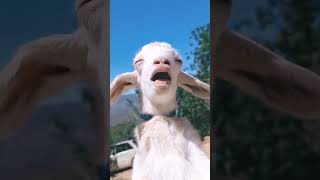 Download Lagu Kambing ketawa lucu #kambing #kambingketawa#funny #kambingkambing #anakkambing #comedy #kambinglucu MP3