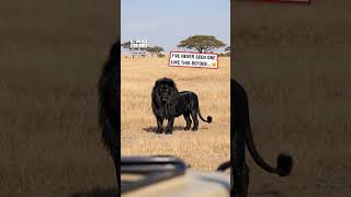 Spotted the most unique lion 🤯🦁
