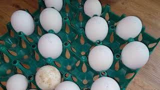 Complete Guide For Hatching Goose Eggs!!