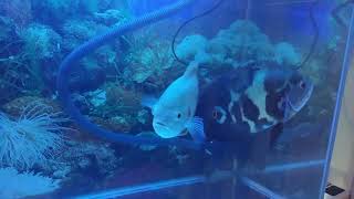My Oscar tiger and Oscar albino now already 8 month