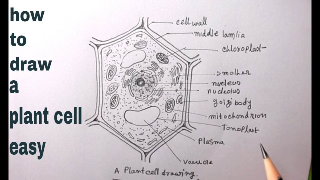 How To Draw Plant Cell Easy/Draw A Plant Cell/Plant Cell Diagram Easy -  Youtube