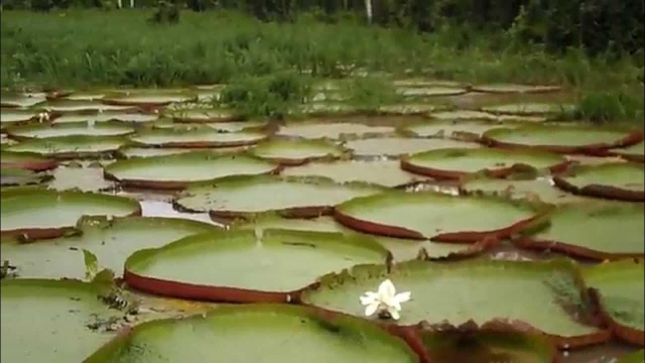 victoria regia (flor de lotto) Leticia, AMAZONAS - thptnganamst.edu.vn