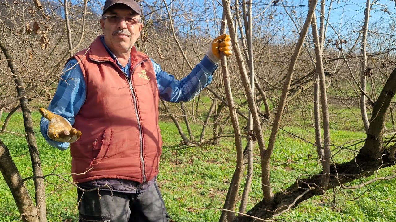 BU KADAR OBUR DAL FAZLA!!! - FINDIK BUDAMA DAL KESME