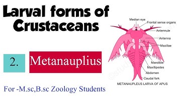 Part-2 Larval forms of Crustaceans-Metanauplius For M.sc B.sc Zoology Students