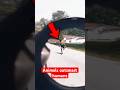 Animals Acting Like Humans Caught on Camera
