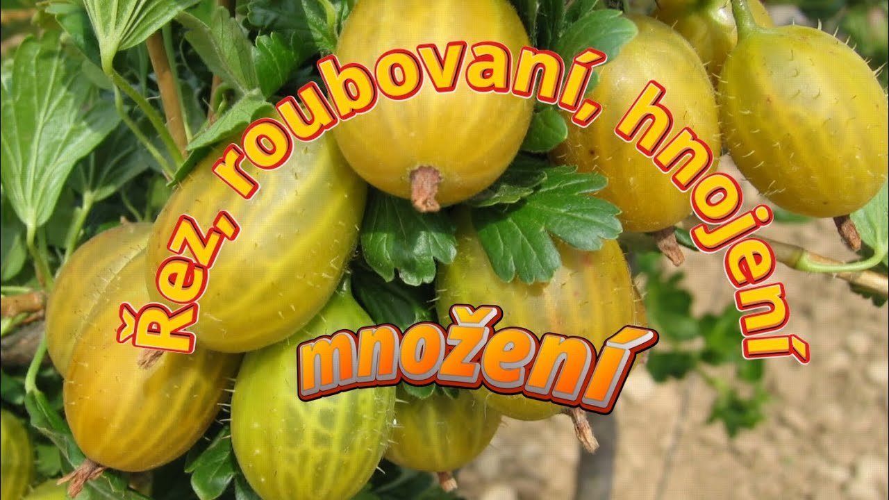 Angrešt & Rybíz: Množení, Hnojení, Podnože! 🍇 Jak na super úrodu? (Rady) ✅